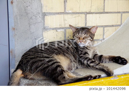 台湾の猫村 猴硐の猫 台湾の猫村 猴硐の猫 101442096