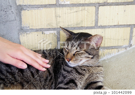 台湾の猫村　猴硐の猫 101442099