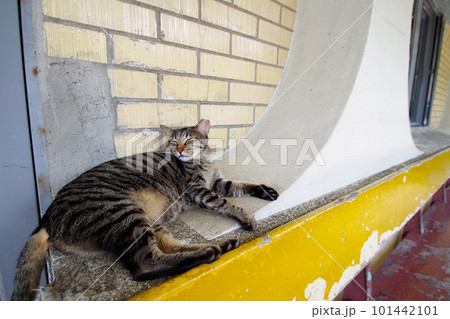 台湾の猫村 猴硐の猫 台湾の猫村 猴硐の猫 101442101