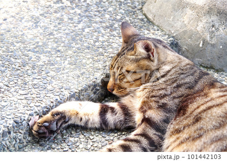 台湾の猫村 猴硐の猫 台湾の猫村 猴硐の猫 101442103