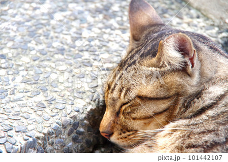 台湾の猫村　猴硐の猫 101442107