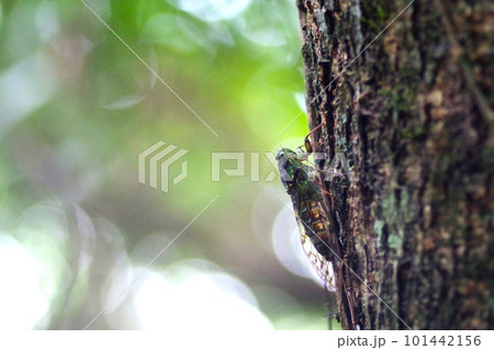 台湾の蝉 101442156