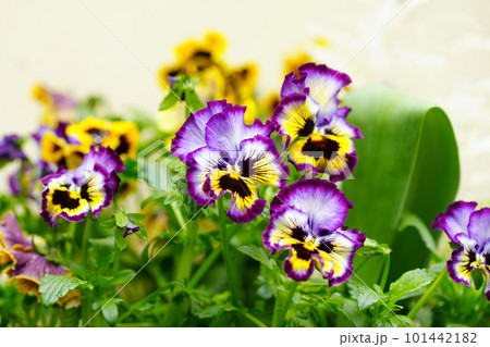 花壇に咲くフリルの花弁のパンジー 101442182