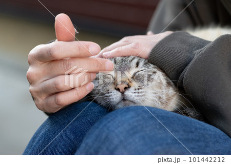 膝の上でくつろぐ猫 101442212
