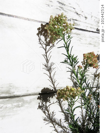 ライスフラワー　マーマレード 101442514