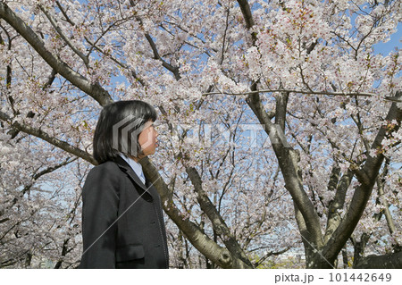 桜を見上げる女の子 101442649