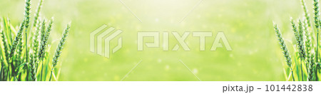 Macro close up of fresh young ears of young green wheat in spring summer field. Free space for text. Agriculture scene 101442838