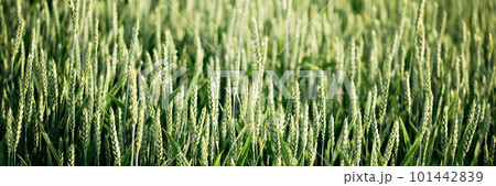 Macro close up of fresh young ears of young green wheat in spring summer field. Free space for text. Agriculture scene 101442839