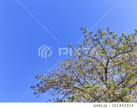 澄んだ青空と葉桜 澄んだ青空と葉桜 101442914