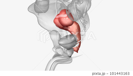 The last two sections of the large intestine, or colon, are the sigmoid colon and rectum. The last two sections of the large intestine, or colon, are the sigmoid colon and rectum. 101443163
