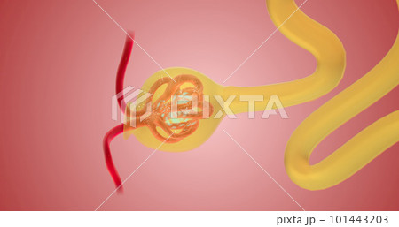 When blood reaches the kidney, the nephron filters it from fluid, red blood cells, platelets, ions, and molecular nutrients. 101443203