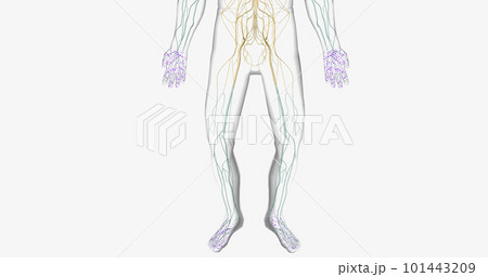 Guillain Barre syndrome is a rare disorder in which your body's immune system attacks your nerves. Guillain Barre syndrome is a rare disorder in which your body's immune system attacks your nerves. 101443209