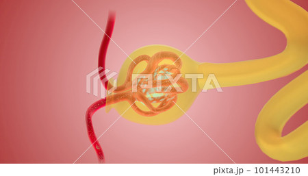 When blood reaches the kidney, the nephron filters it from fluid, red blood cells, platelets, ions, and molecular nutrients. When blood reaches the kidney, the nephron filters it from fluid, red blood cells, platelets, ions, and molecular nutrients. 101443210