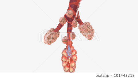 COVID-19, Acute Respiratory Distress Syndrome COVID-19, Acute Respiratory Distress Syndrome 101443218