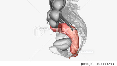 The last two sections of the large intestine are the sigmoid colon and rectum. 101443243