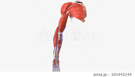 The upper limbs are symmetrical, appendicular structures that are attached to the thorax at the shoulder joint. The upper limbs are symmetrical, appendicular structures that are attached to the thorax at the shoulder joint. 101443244