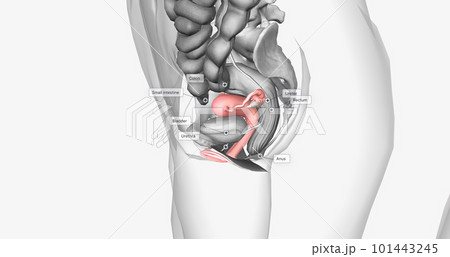 Organs surrounding the female reproductive organ Organs surrounding the female reproductive organ 101443245