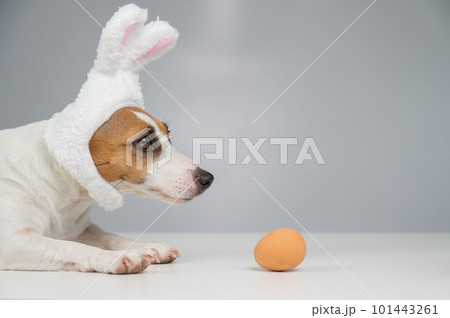 Jack Russell Terrier dog in bunny ears lies with an egg. Copy space. Jack Russell Terrier dog in bunny ears lies with an egg. Copy space. 101443261