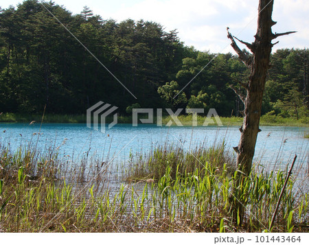 裏磐梯五色沼 裏磐梯五色沼 101443464