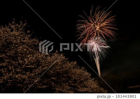 神奈川県中井町　花見で花火　打上写真 101443901
