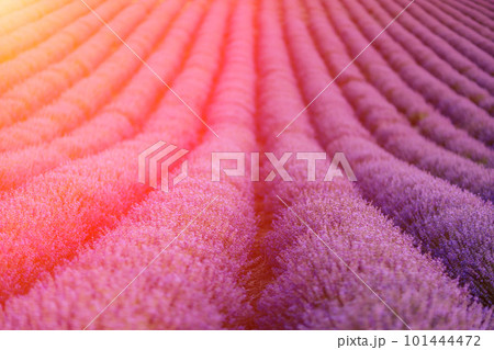 Lavender flower blooming scented fields in endless rows. 101444472