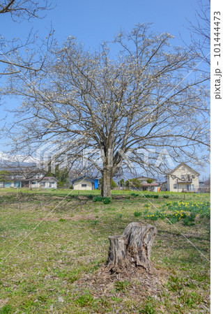 四十九院のこぶし【北安曇郡白馬村】 四十九院のこぶし【北安曇郡白馬村】 101444473