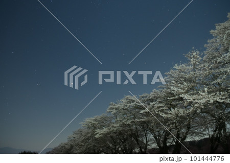 北杜市武川町、月光が照らす真原（さねばら）の桜並木とアークトゥルス 101444776