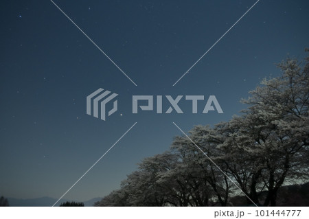 北杜市武川町、月光が照らす真原（さねばら）の桜並木とアークトゥルス 101444777