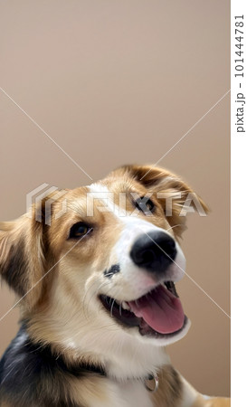 Portrait happy face dog isolated on beige background. Beautiful dog show tongue as smile with copy space on background. vertical photo, soft selective focus 101444781