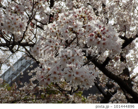 新横散歩 101444896