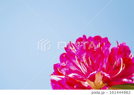 シャクナゲ 101444962