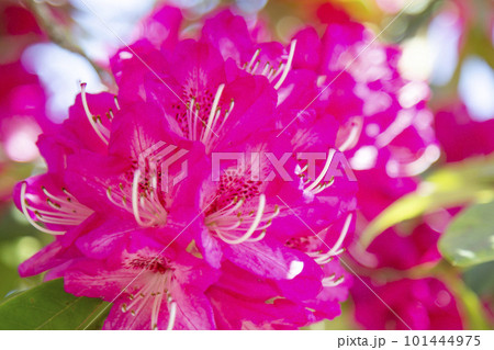 シャクナゲ 101444975