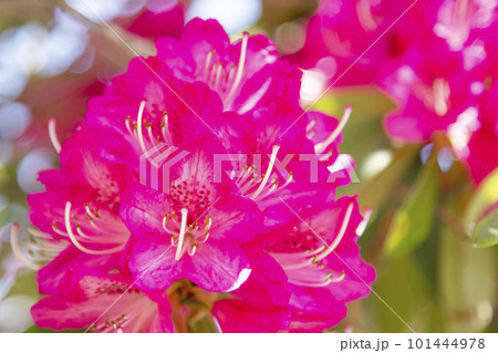 シャクナゲ 101444978