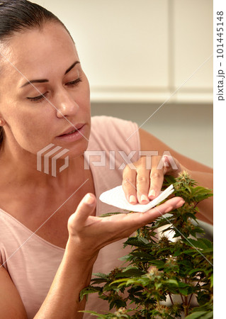 Cannabis bush care leaf pruning, a woman grows a hemp bush at home, care, cultivation and care of bushes for medical purposes. Cannabis bush care leaf pruning, a woman grows a hemp bush at home, care, cultivation and care of bushes for medical purposes. 101445148