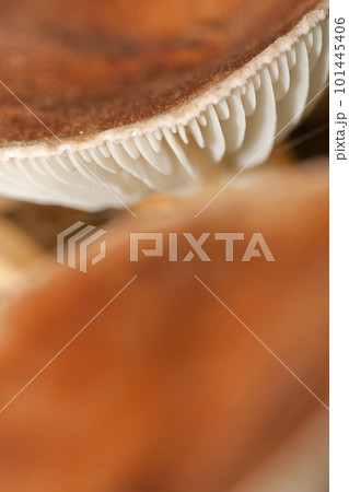 Wild Mushroom, Sierra de Guadarrama National Park, Spain 101445406