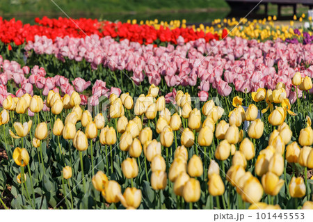 河川敷に咲く満開のチューリップ 河川敷に咲く満開のチューリップ 101445553
