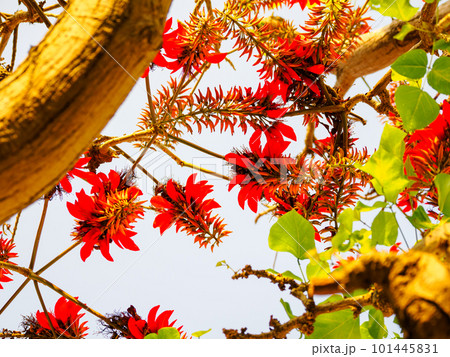 デイゴの花 デイゴの花 101445831
