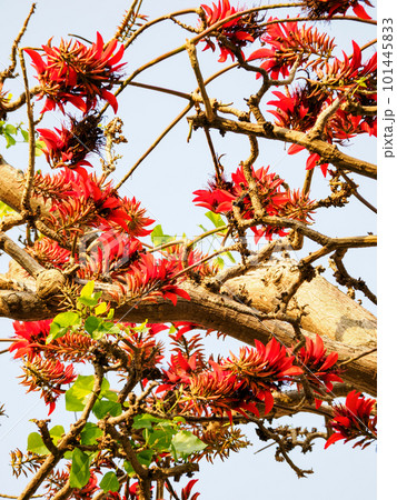 デイゴの花 101445833