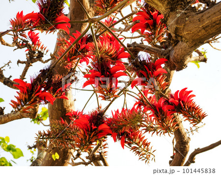 デイゴの花 101445838