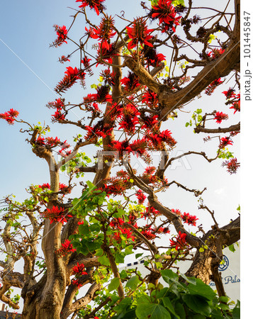 デイゴの花 デイゴの花 101445847