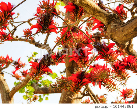 デイゴの花 101445861