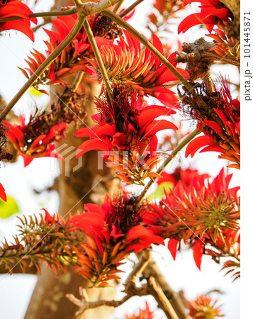 デイゴの花 101445871