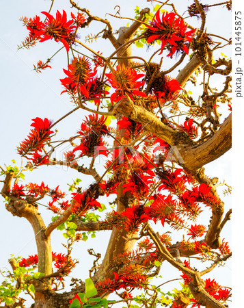 デイゴの花 101445875