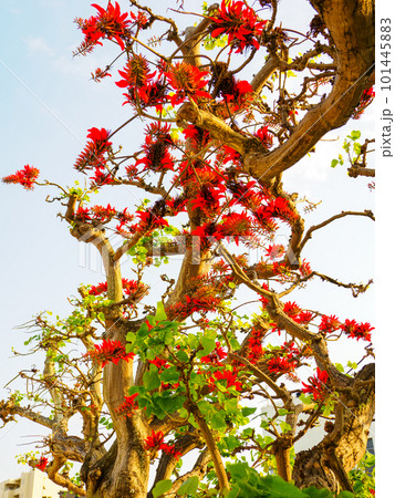 デイゴの花 101445883