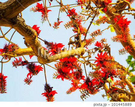 デイゴの花 101445889