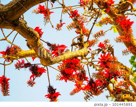 デイゴの花 101445891