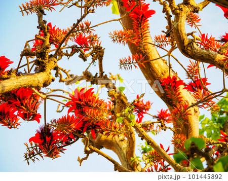 デイゴの花 デイゴの花 101445892