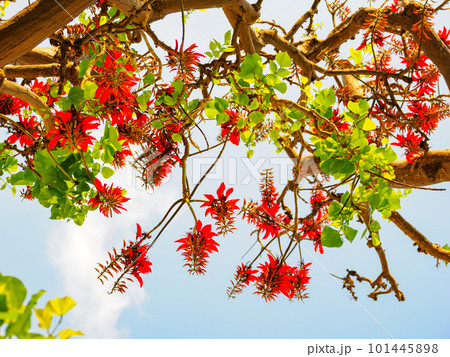 デイゴの花 デイゴの花 101445898