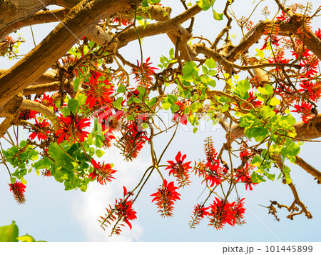 デイゴの花 デイゴの花 101445899
