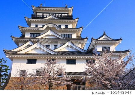 【広島県】満開の桜と復興後の福山城 101445947